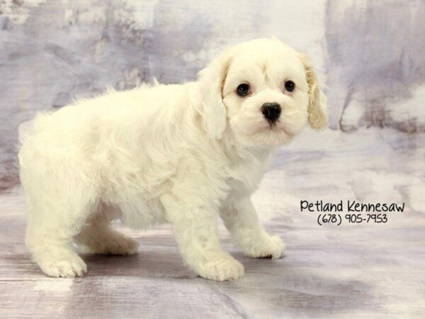 Cavachon-DOG-Female-Blenheim-22254-Petland Kennesaw, Georgia