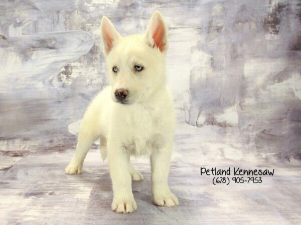 Siberian Husky DOG Female White 22255 Petland Kennesaw, Georgia