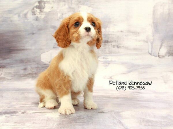 Cavalier King Charles Spaniel-DOG-Male-Blenheim-22261-Petland Kennesaw, Georgia