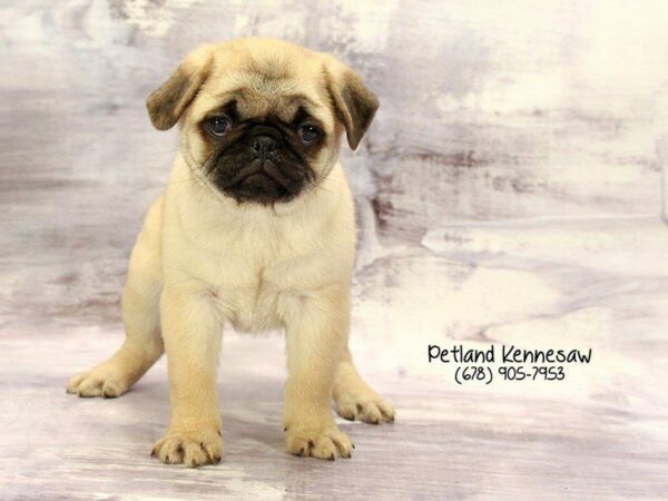 Pug DOG Female Fawn 22262 Petland Kennesaw, Georgia