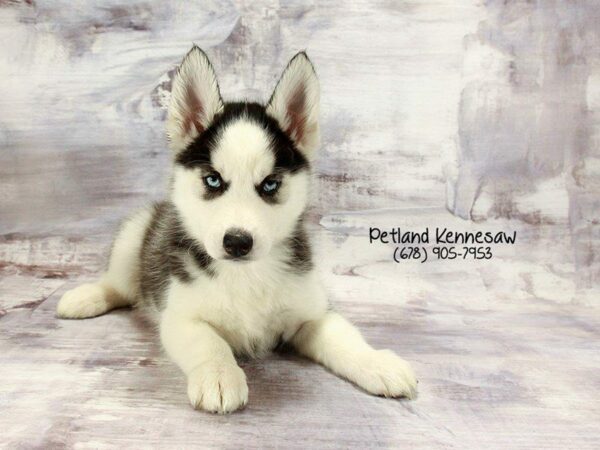 Siberian Husky DOG Female Black / White 22265 Petland Kennesaw, Georgia