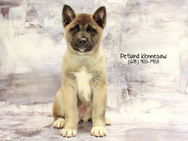 Akita-DOG-Female-Brown-22272-Petland Kennesaw, Georgia