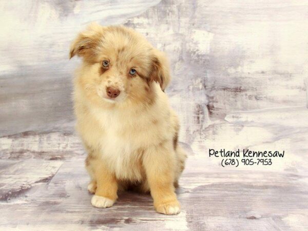 Australian Shepherd DOG Male Red Merle 22273 Petland Kennesaw, Georgia