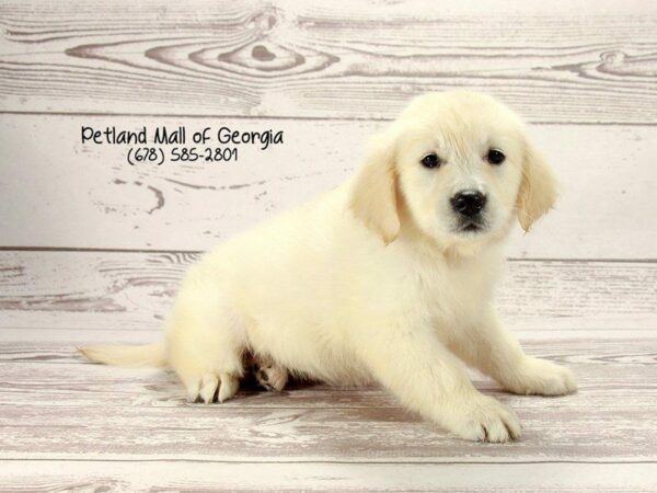 Golden Retriever DOG Female English Cream 1561 Petland Kennesaw, Georgia