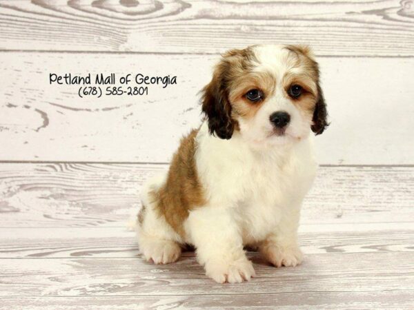 Cavachon DOG Male Dark Blenheim 1566 Petland Kennesaw, Georgia