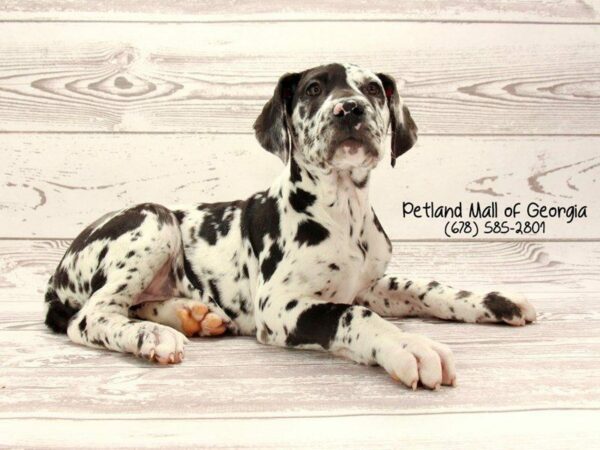 Great Dane-DOG-Female-HLQN:MRL MKGS-1553-Petland Kennesaw, Georgia