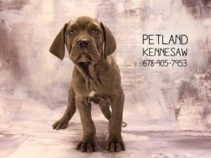 Neapolitan Mastiff-DOG-Male-Blue-22319-Petland Kennesaw, Georgia