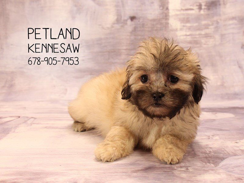 small hamster stuffed animal