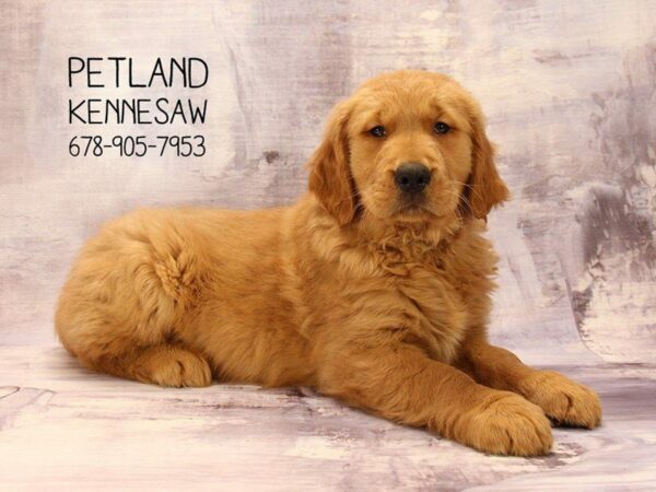 Golden Retriever DOG Male Dark Golden 22306 Petland Kennesaw, Georgia