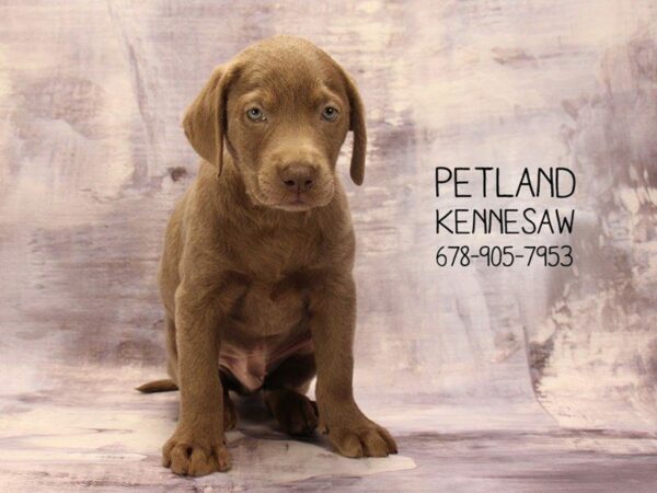 Labrador Retriever-DOG-Male-Silver-22299-Petland Kennesaw, Georgia