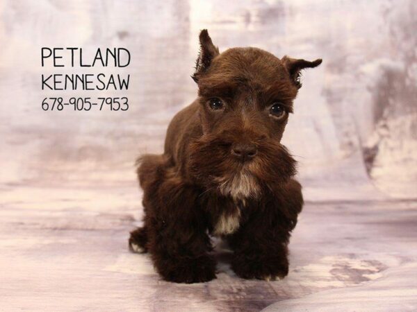 Miniature Schnauzer DOG Male Liver 22298 Petland Kennesaw, Georgia