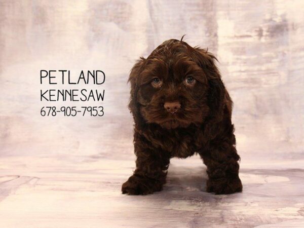 Cocker Spaniel-DOG-Male-Chocolate-22293-Petland Kennesaw, Georgia