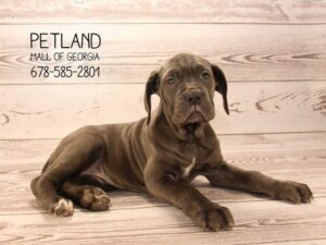 Neapolitan Mastiff-DOG-Female-Blue-1604-Petland Kennesaw, Georgia