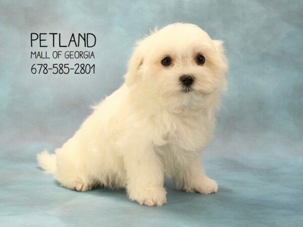 Maltese DOG Male White 1598 Petland Kennesaw, Georgia