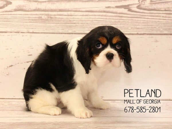 Cavalier King Charles Spaniel-DOG-Female-Tri-1580-Petland Kennesaw, Georgia