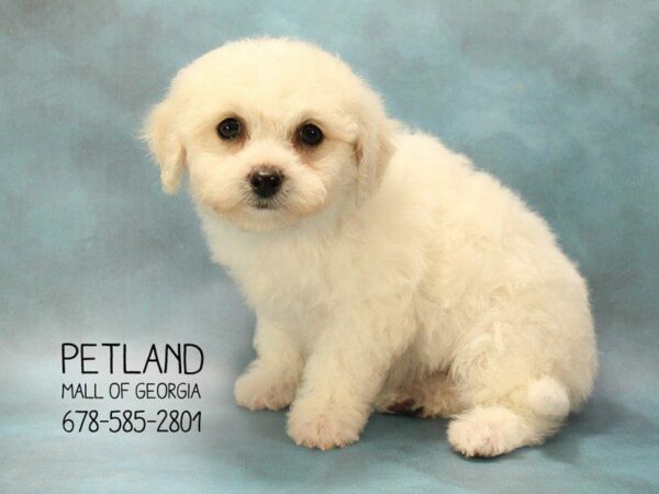 Bichon Frise DOG Female White 1585 Petland Kennesaw, Georgia