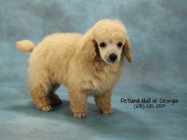 Poodle-DOG-Male-Cream-1592-Petland Kennesaw, Georgia