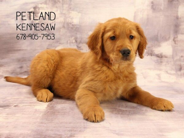 Golden Retriever DOG Female Golden 22339 Petland Kennesaw, Georgia