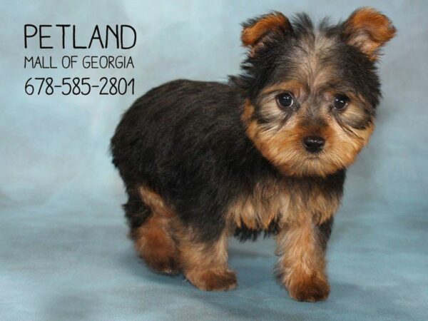 Yorkshire Terrier DOG Male BLK & GLD 1609 Petland Kennesaw, Georgia