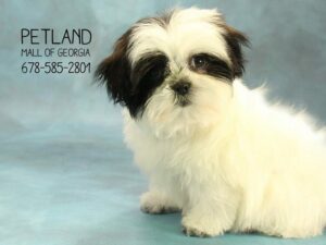 Malshi-DOG-Female-Black / White-1628-Petland Kennesaw, Georgia