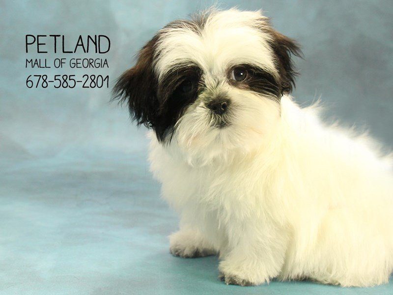 Malshi Puppy Black / White ID:1628 Located at Petland Kennesaw, Georgia