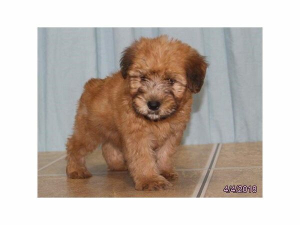 Soft Coated Wheaten Terrier DOG Female Wheaten 22376 Petland Kennesaw, Georgia