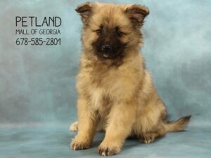 Keeshond-DOG-Female-BLK SILVER-1649-Petland Kennesaw, Georgia