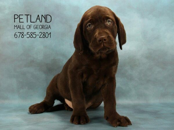 Labrador Retriever DOG Male Chocolate 1645 Petland Kennesaw, Georgia