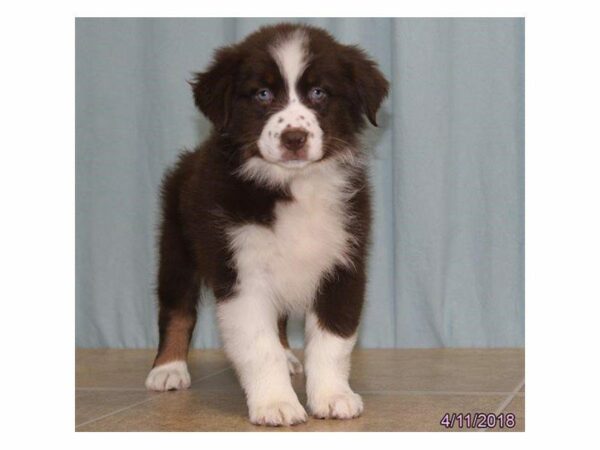 Australian Shepherd DOG Female Red 1693 Petland Kennesaw, Georgia