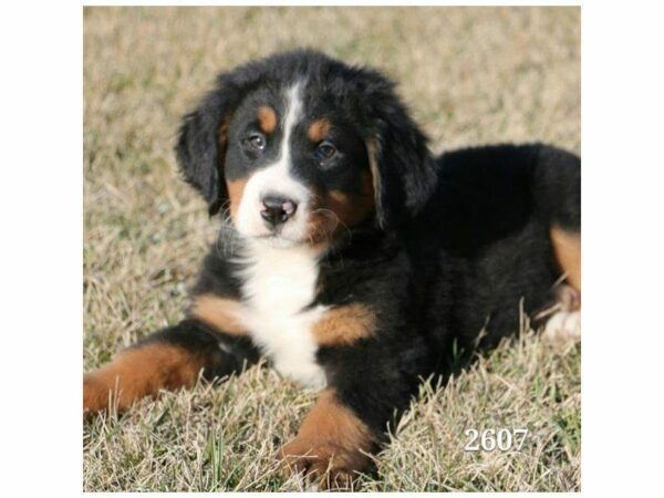 Bernese Mountain Dog DOG Male Black Rust / White 1695 Petland Kennesaw, Georgia