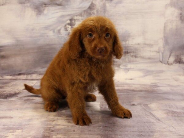 Miniature Goldendoodle 2nd Gen DOG Female GOLDEN 22398 Petland Kennesaw, Georgia