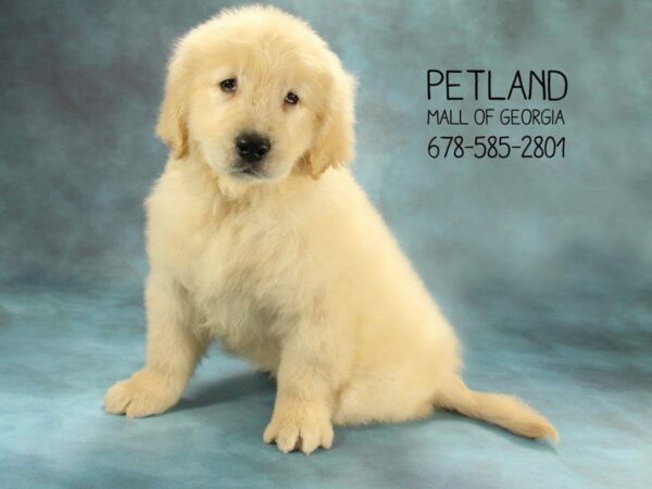 Golden Retriever DOG Male Gold 1665 Petland Kennesaw, Georgia