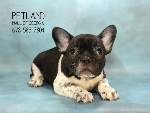 French Bulldog DOG Male Black / White 1667 Petland Kennesaw, Georgia