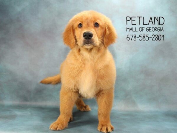 Golden Retriever DOG Female GOLDEN 1684 Petland Kennesaw, Georgia