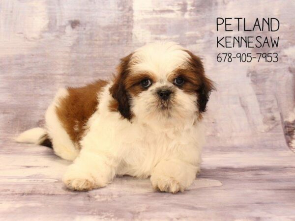 Shih Tzu DOG Male Brown White 22429 Petland Kennesaw, Georgia