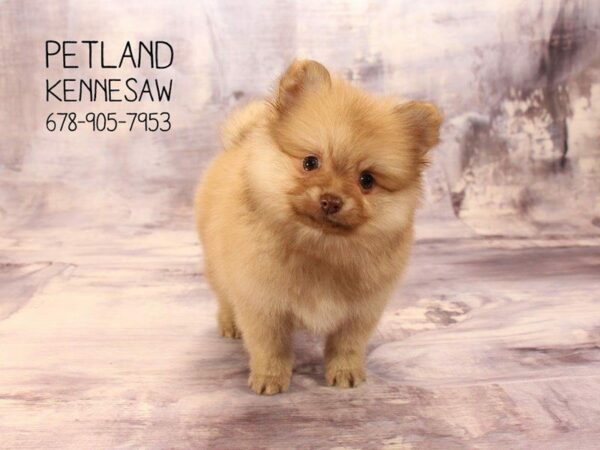 Pomeranian DOG Male chocolate 22432 Petland Kennesaw, Georgia