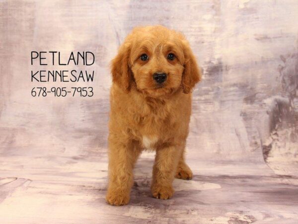 Miniature Goldendoodle DOG Male apct 22448 Petland Kennesaw, Georgia