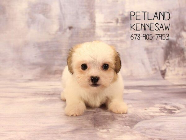 Teddy Bear DOG Male Tan and White 22450 Petland Kennesaw, Georgia