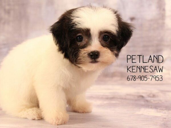 Teddy Bear DOG Female Black and White 22453 Petland Kennesaw, Georgia