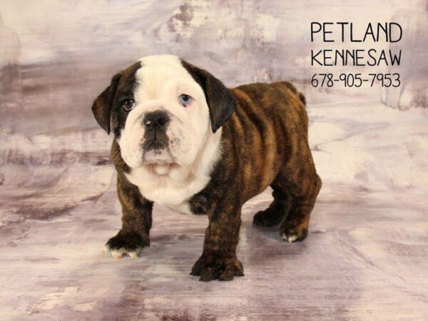 English Bulldog DOG Female RD BRDL:WH MKGS 22457 Petland Kennesaw, Georgia