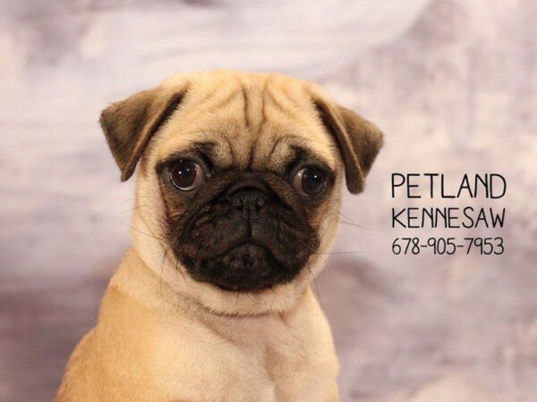 Pug DOG Female FN 22460 Petland Kennesaw, Georgia