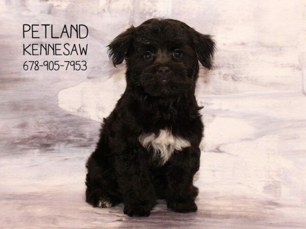 Yorkiepoo DOG Male Black 22465 Petland Kennesaw, Georgia