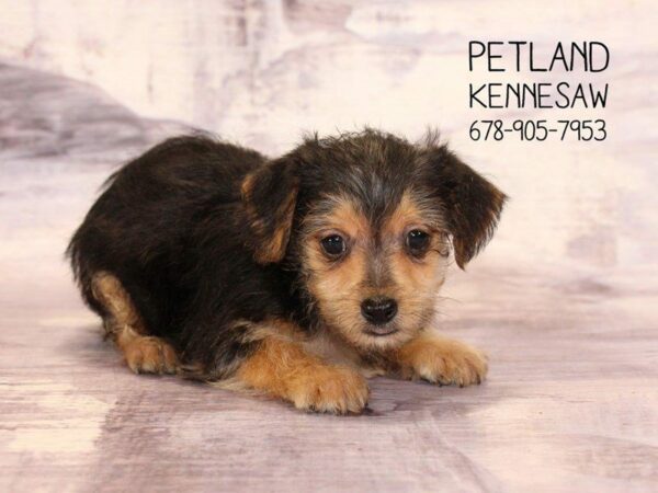 Yochon-DOG-Male-Black Tan-22468-Petland Kennesaw, Georgia