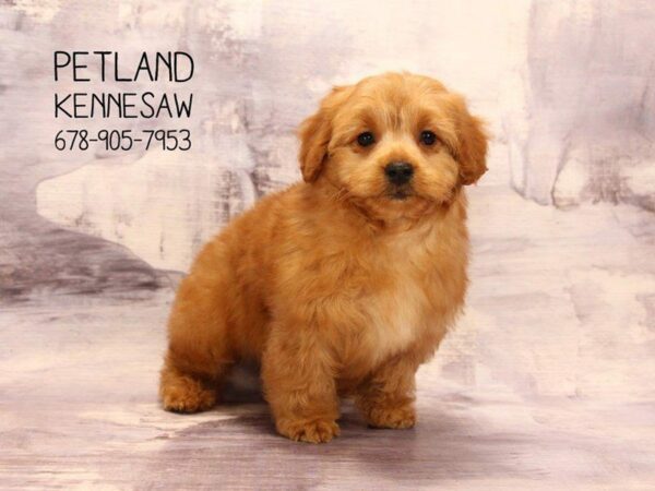 Miniature Goldendoodle-DOG-Female-rd-22482-Petland Kennesaw, Georgia