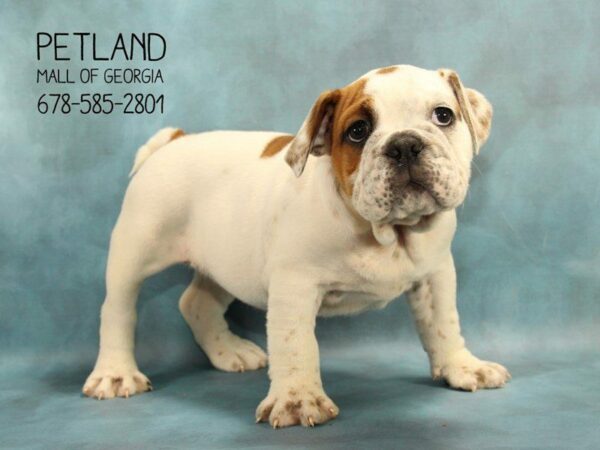 English Bulldog DOG Female WH:RD MKGS 1768 Petland Kennesaw, Georgia