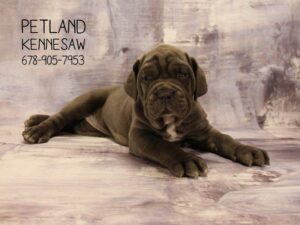 Neapolitan Mastiff-DOG-Female-Blue-22485-Petland Kennesaw, Georgia