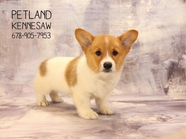 Pembroke Welsh Corgi-DOG-Male-Red / White-22493-Petland Kennesaw, Georgia