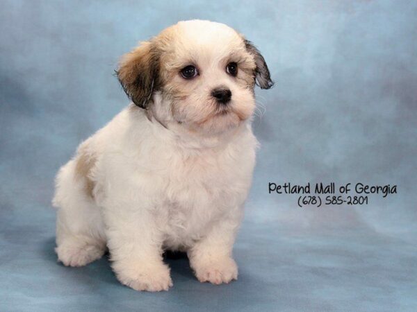 Teddy Bear DOG Male Brown and White 1796 Petland Kennesaw, Georgia