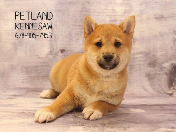 Shiba Inu-DOG-Male-rd-22512-Petland Kennesaw, Georgia