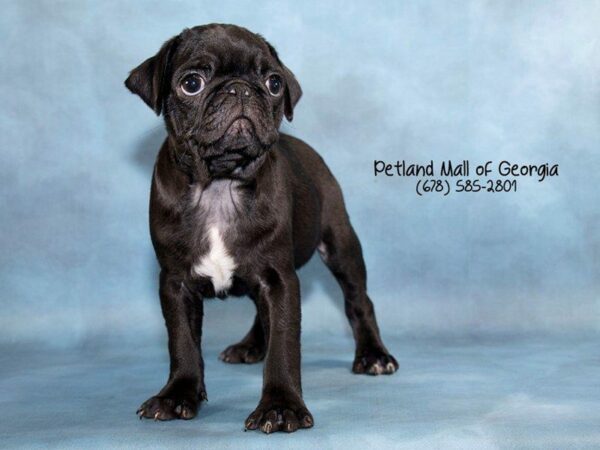 Pug DOG Male Black 1822 Petland Kennesaw, Georgia